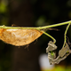 Illustration for article titled Caterpillar In Pupal Stage For Past 3 Months Going To Be Pissed If It Turns Out To Be Moth